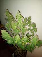 Pic for Piensa En Moby Dick Auto (PEV Seeds Bank)