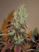 Pheno Finder Seeds Grapefruit Diesel - photo réalisée par Cultivator420