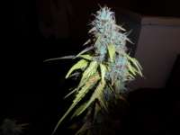 Imagen de admin (Auto Northern Lights)