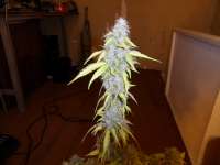 Imagen de admin (Auto Northern Lights)