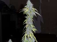 Imagen de admin (Auto Northern Lights)