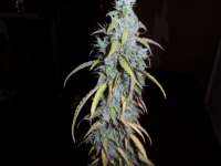 Imagen de admin (Auto Northern Lights)