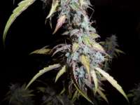 Imagen de admin (Auto Northern Lights)