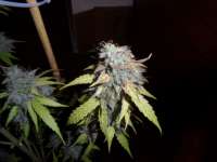 Imagen de admin (Auto Northern Lights)