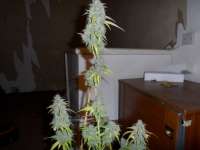 Imagen de admin (Auto Northern Lights)