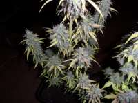 Imagen de admin (Auto Northern Lights)