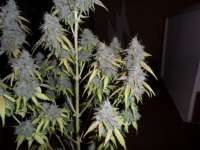 Imagen de admin (Auto Northern Lights)