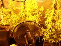 Imagen de pippypops (Auto Northern Lights)