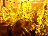 Imagen de pippypops (Auto Northern Lights)