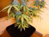 Imagen de pippypops (Auto Northern Lights)