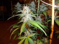 Imagen de pippypops (Auto Northern Lights)