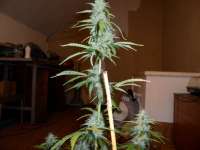 Imagen de pippypops (Auto Northern Lights)