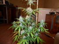 Imagen de pippypops (Auto Northern Lights)