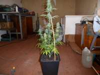 Imagen de pippypops (Auto Northern Lights)