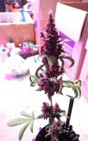 Imagen de ThunderDownUnder (Auto Purple)