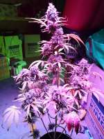 Imagen de ThunderDownUnder (Auto Super Hash)