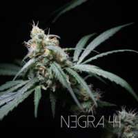 Imagen de RKIEMSeeds (Negra 44)