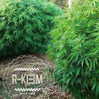 Imagen de RKIEMSeeds (ZKIEM)