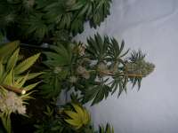 Imagen de loveweed27 (Ghost Train Haze Nr1)