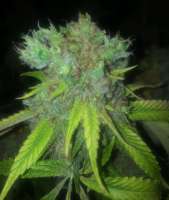 Imagen de LemiAten (Ghost Train Haze Nr1)