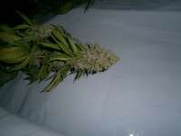 Imagen de loveweed27 (Ghost Train Haze Nr1)