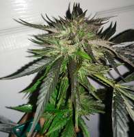 Imagen de LemiAten (Ghost Train Haze Nr1)