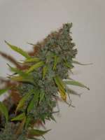 Rare Dankness Seeds Moonshine Haze x Ghost Train Haze #1 - photo réalisée par Cultivator420