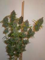 Rare Dankness Seeds Moonshine Haze x Ghost Train Haze #1 - photo réalisée par Cultivator420