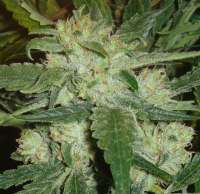 Imagen de Dixon23 (Moonshine Haze x Ghost Train Haze 1)