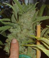 Imagen de Dixon23 (Moonshine Haze x Ghost Train Haze 1)