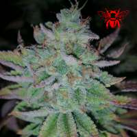 Imagen de RedBeeSeeds (Space Ghost)