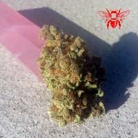 Imagen de RedBeeSeeds (Space Ghost)