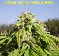 Reefermans Seeds Ultra Early Love - photo réalisée par jacky