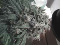 Imagen de hydroponicsguy (Kandy Kush)