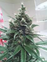 Imagen de hydroponicsguy (Kandy Kush)