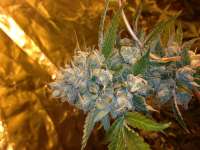 Imagen de Jlasou1 (Kosher Kush)