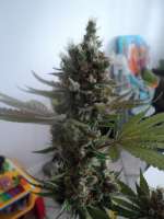 Reserva Privada LA Cheese - photo réalisée par loveweed27