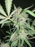 Imagen de Budd420Junior (Purple Wreck)