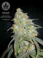 Ripper Seeds Acid Dough - photo réalisée par pineappleltd