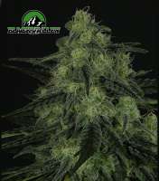 Ripper Seeds Black Valley - photo réalisée par RSeeds