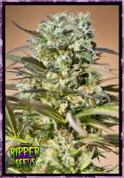 Imagen de RSeeds (Hawaiian Wave)