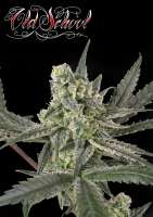 Ripper Seeds Old School - photo réalisée par RSeeds