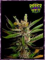 Imagen de RSeeds (Ripper Haze)