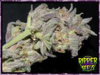 Imagen de RSeeds (Ripper Haze)