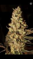 Imagen de Mephisto66689 (Zombie Kush)