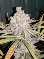 Imagen de Biobombselections (Purple Poison)