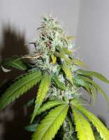 Imagen de hemp47 (Amnesia Haze)