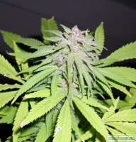 Imagen de JustinTheHague75 (Amnesia Haze)