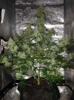 Royal Queen Seeds Amnesia Haze Automatic - photo réalisée par SuperS