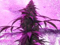 Imagen de SuperS (Amnesia Haze Automatic)